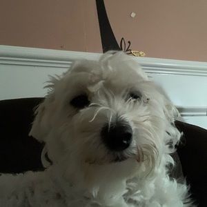 Meet your Posher, Filemon